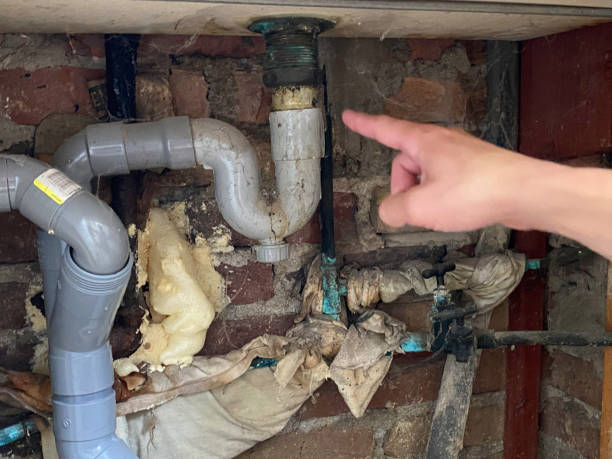 Best Mold removal after water damage  in Luckey, OH